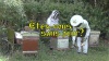Venez découvrir le rucher du Séminaire! Journées d'initiation à l'apiculture